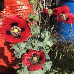 Huge Red Poppy Seeds (25 Seeds)