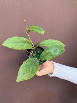 4” hoya vitellinoides