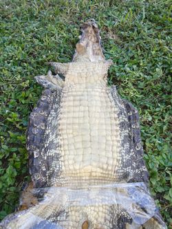 ALLIGATOR PRESERVED/TANNED & TAGGED
