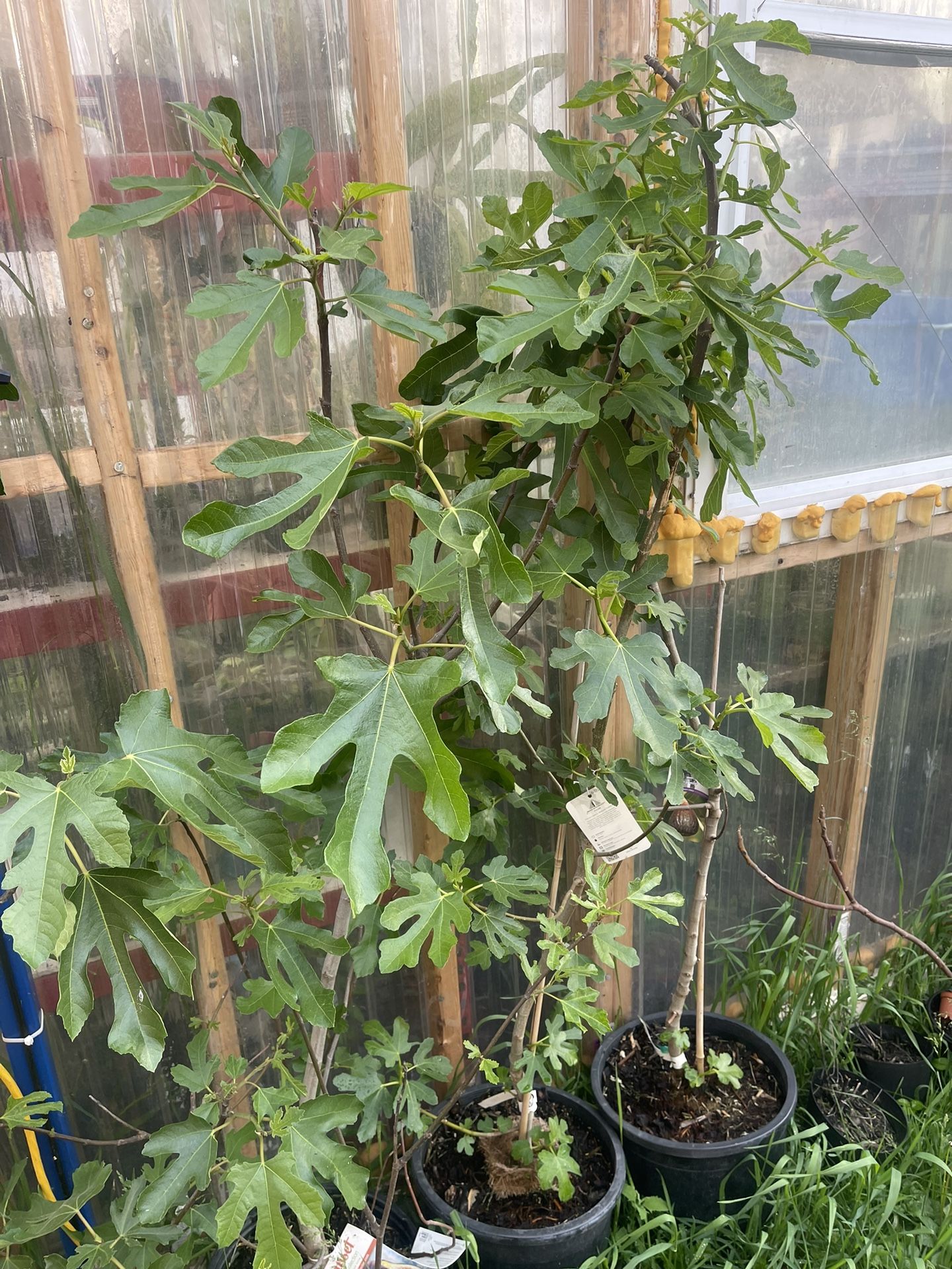 Fig Tree 🌲 5 Feet
