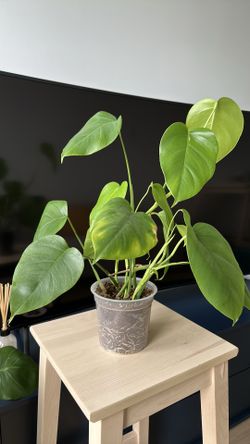 🪴 Small Monstera Deliciosa in Nursery Pot