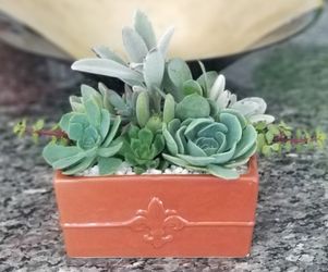 Table decor live succulents ceramic