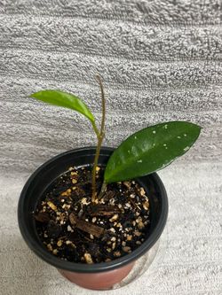 Hoya Plant