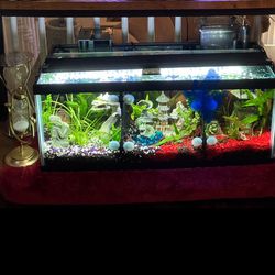 TANK ONLY FISH NOT INCLUDED …. Tank For Betta Fish 