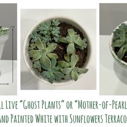 Several Small “Ghost Plants”/“Mother-of-Pearl” Succulents in Hand Painted White w Sunflowers Pot
