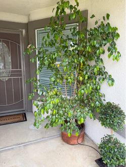 Ficus plant