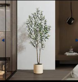 Olive tree