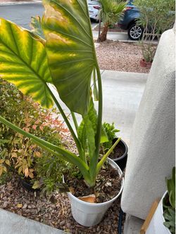 Natural Big plants
