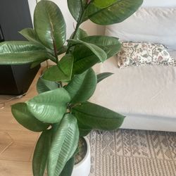 Ficus Elastica Rubber Tree 