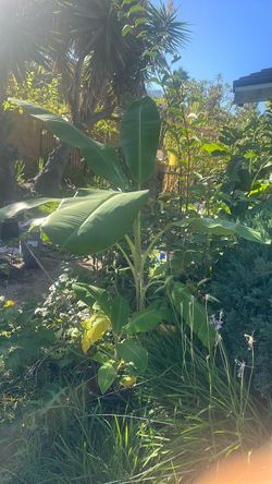 Banana trees for sale