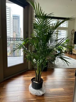 House plant Majestic Palm