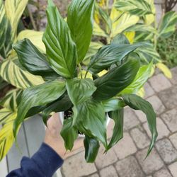 Small Peace Lily Plant 