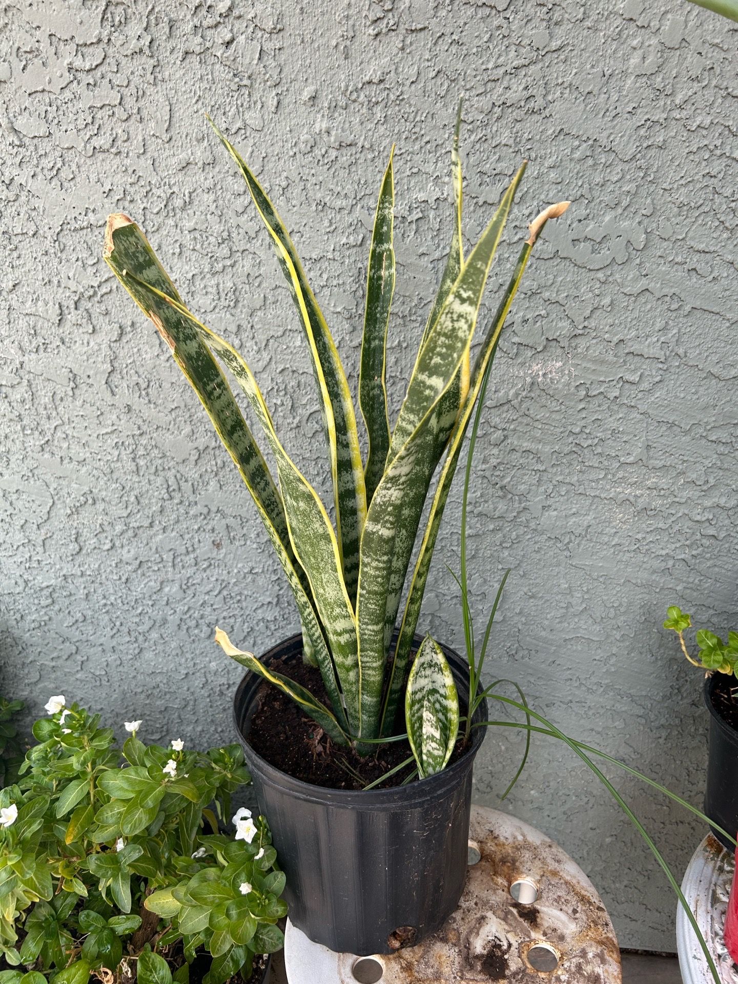 Snake plant
