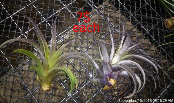 Air Plants For In Portland Or Offerup Air Plants Portland Or