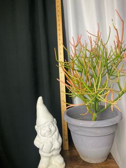 Garden items