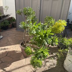 Beautiful Plant With Flower