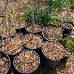 Olympian Fig Cutting