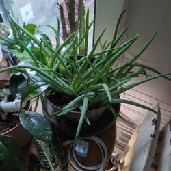 Aloe colony In 8" Pot