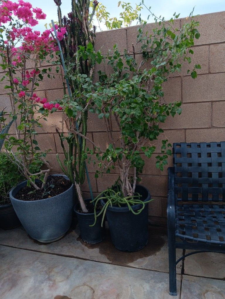 Bugambilia 15 Galones