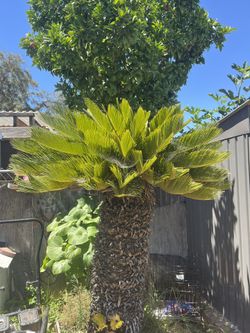 Sago Palm Tree