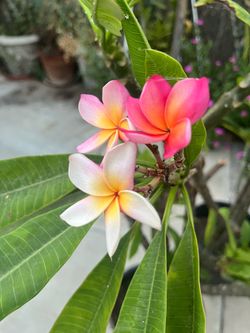 Plumerias