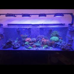 Pro Clear 230 Gallon Aquarium With Tank And Stand And Plumbing 