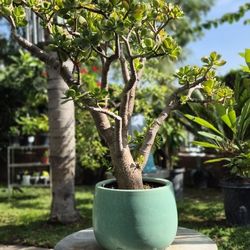 Jade Bonsai In Glazed Ceramic Pot