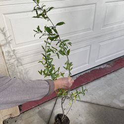 Red Ruby Pomegranate Plant