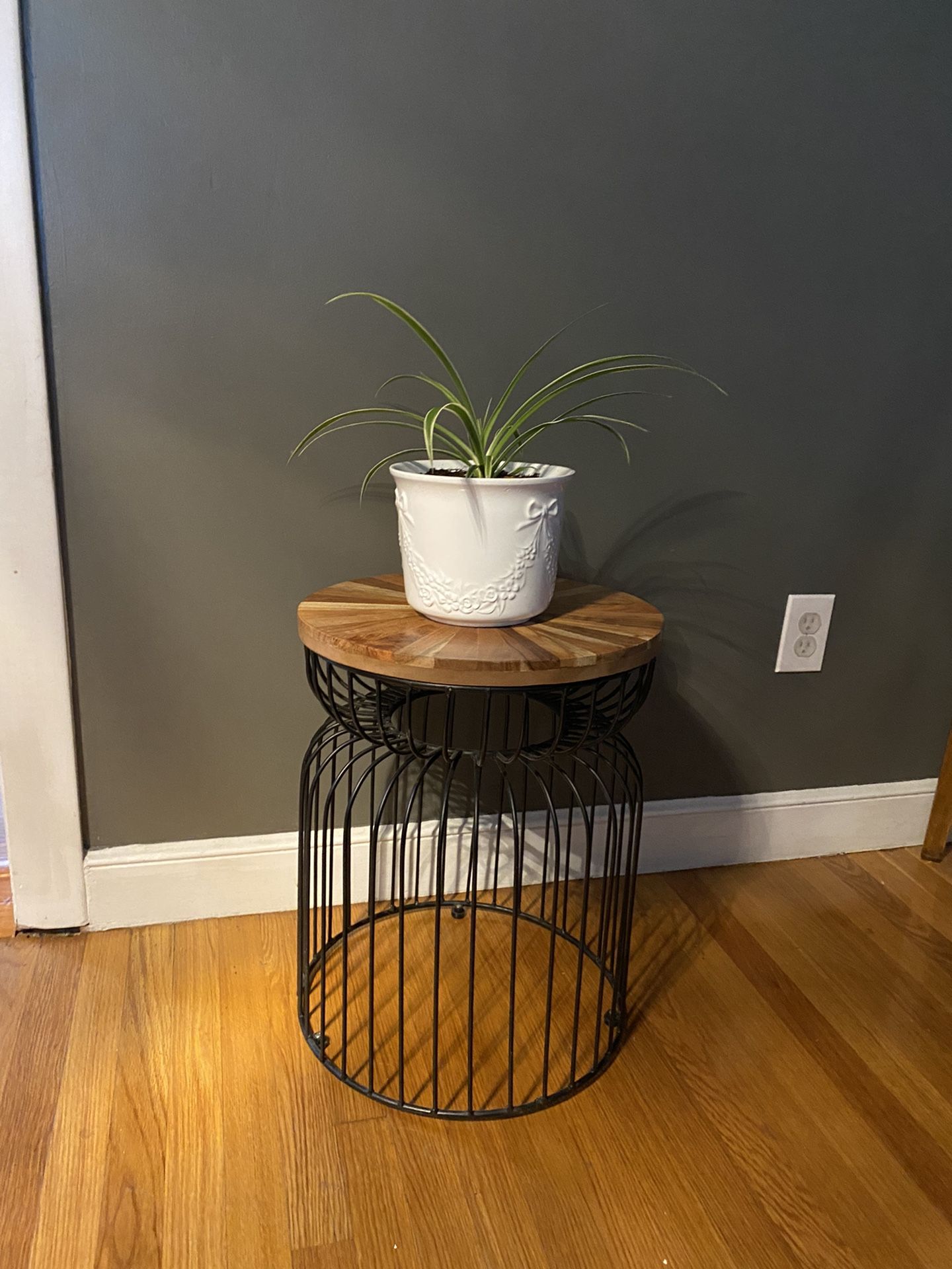 Spider Plant And Stand