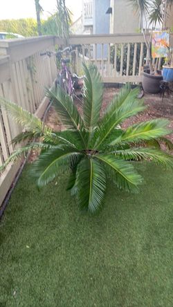 /palm-king-sage-sago-palm