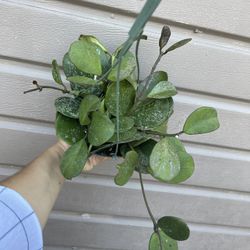 6” Hoya Obovata Splash