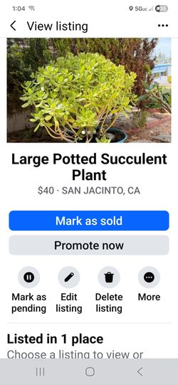 LARGE POTTED SUCCULENT PLANT