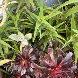 Succulent Garden In A Big Pot 