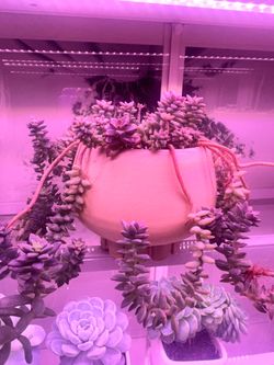 Random plants