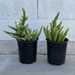 Echinopsis chamaecereus or Rose Quartz Peanut cactus cacti Plant in 1 gallon planter