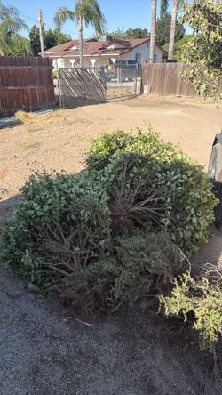Privacy Bushes