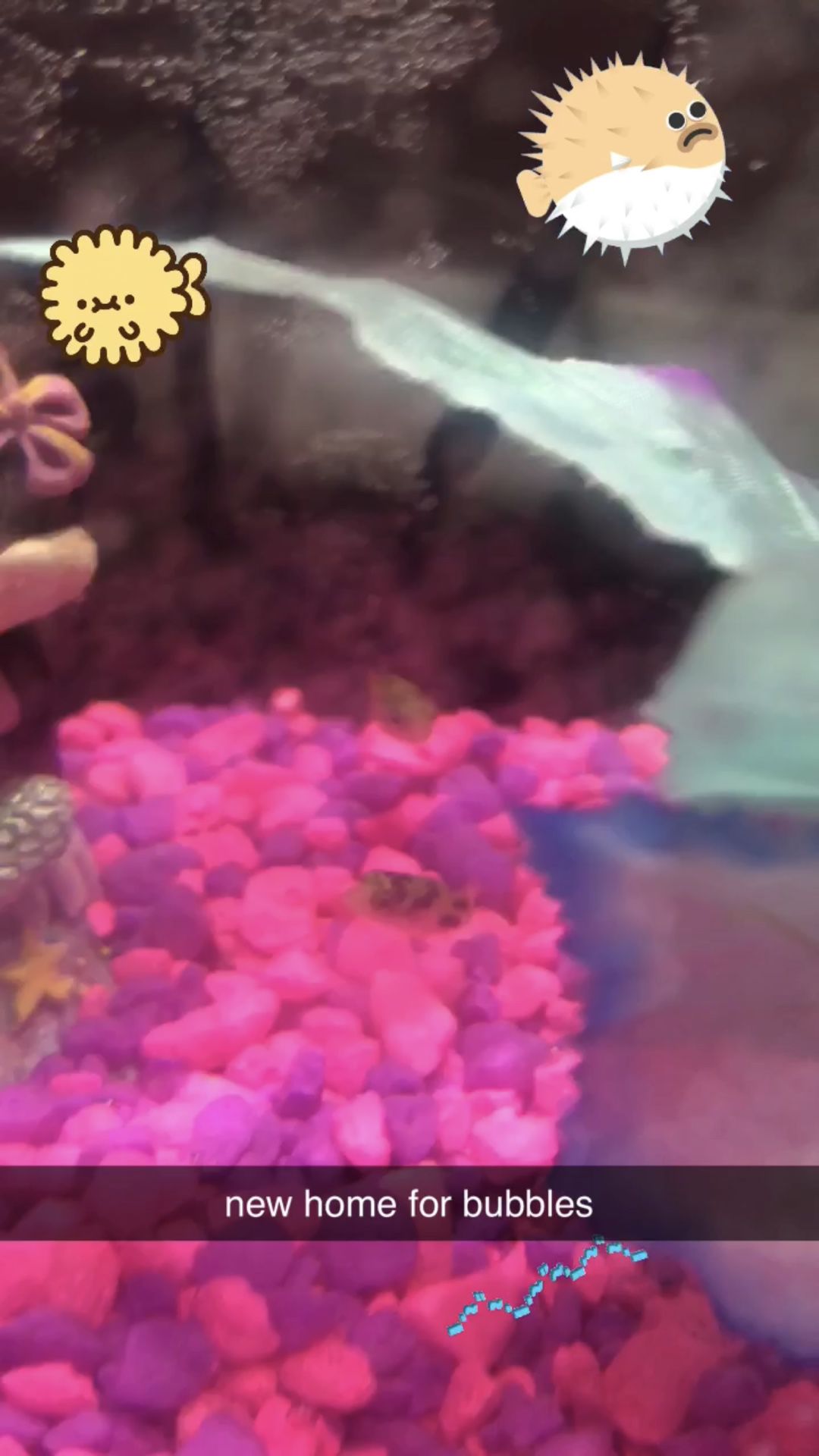 2 Dwarf puffer fish with tank food and chemicals needed.