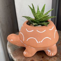 Real Succulent In A Clay Turtle Pot  