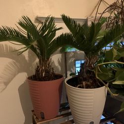 King Sago Palm Tree Plant!! $30 Each!! 
