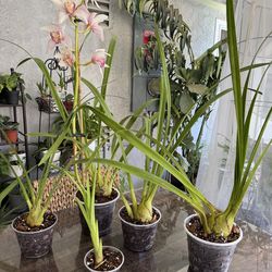 Cymbidium  (Boat) Orchid (plant only)