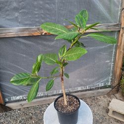Ficus Altissima Plant 8" Pot 