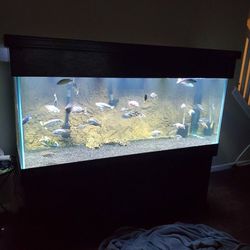 220 Gallon Fish Tank