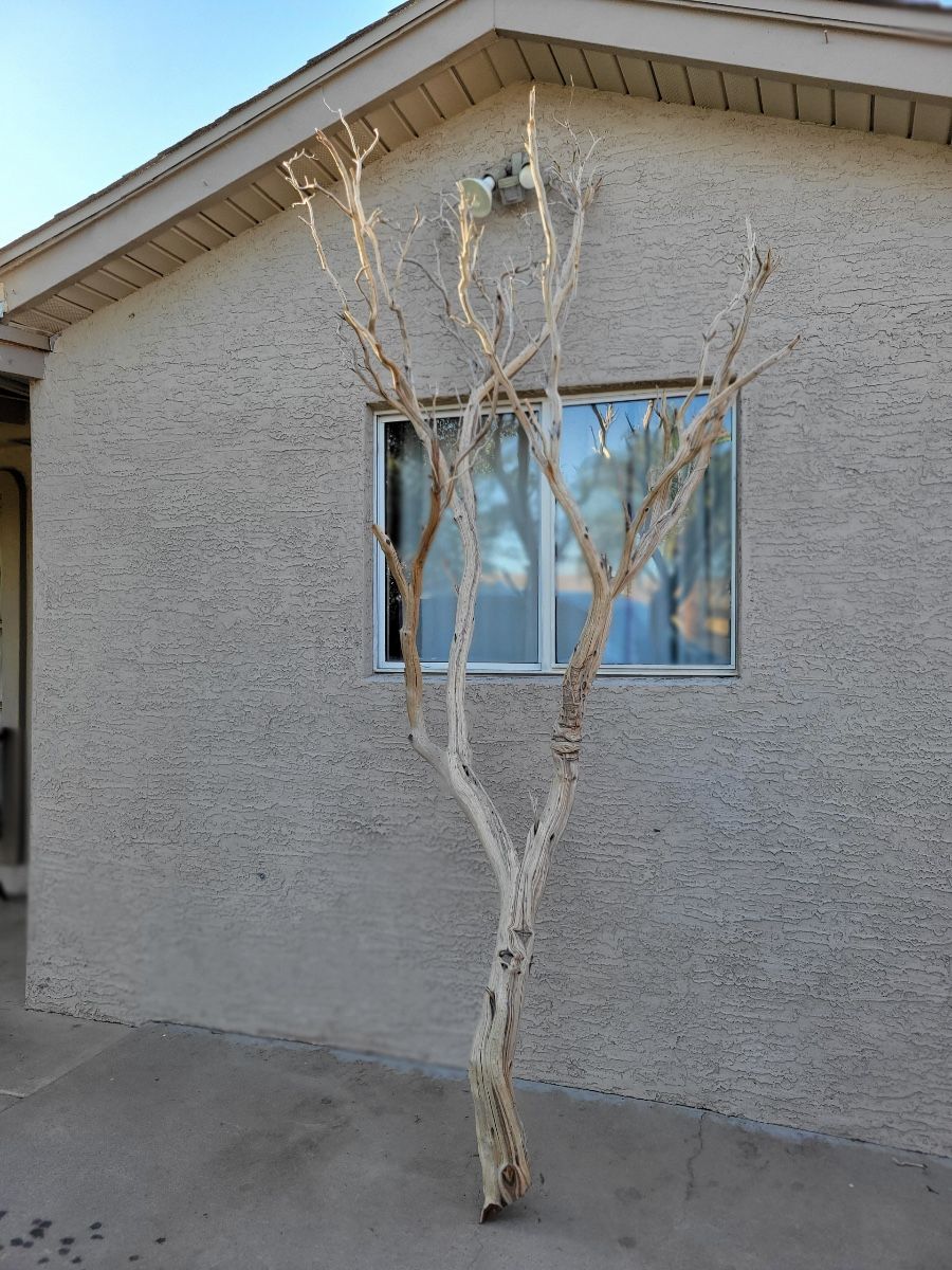 Manzanita Trees