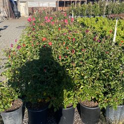 I’m Selling Roses In Different Colors