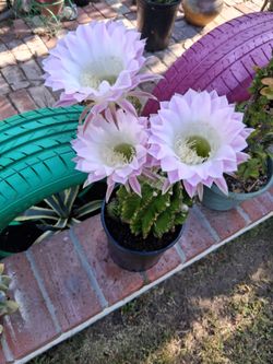 Echinopsis Cactus Easter Lili