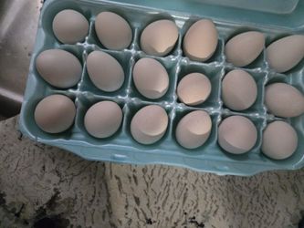 Fresh Eggs
