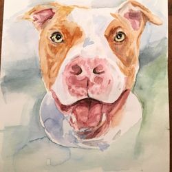 Pet Portraits