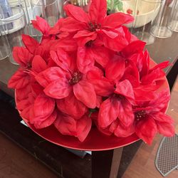 Poinsettia Flowers 