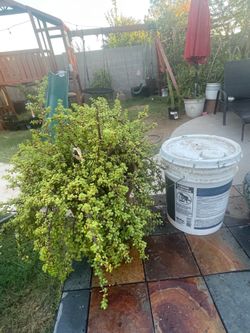 Elephant plant