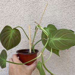 Beautiful Philodendron Camposportaonum Plant 